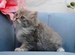 Sasha of Romanov Dynasty - Siberian Kitten For Sale - Ashburn&comma; VA&comma; US