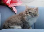 Sasha of Romanov Dynasty - Siberian Kitten For Sale - Ashburn&comma; VA&comma; US