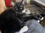 Black smoke - Maine Coon Kitten For Sale - Elkland&comma; MO&comma; US