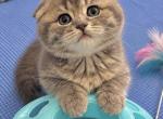 Mia - Scottish Fold Kitten For Sale - Chicago&comma; IL&comma; US