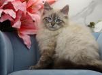 Oryx of Romanov Dynasty - Siberian Kitten For Sale - Ashburn&comma; VA&comma; US