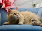 Ognivo of Romanov Dynasty - Siberian Cat For Sale - Ashburn&comma; VA&comma; US