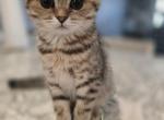 Molly - Scottish Fold Kitten For Sale - Naperville&comma; IL&comma; US