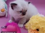 Thyme's seal mitted mink female - Ragdoll Kitten For Sale - 
