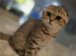 Molly - Scottish Fold Kitten For Sale - Naperville&comma; IL&comma; US