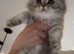 Scottish Fold Female - Scottish Fold Kitten For Sale - Lindenhurst&comma; NY&comma; US