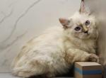 Orchid of RomanovCats - Siberian Kitten For Sale - Ashburn&comma; VA&comma; US