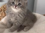 Scottish Straight Male - Scottish Straight Kitten For Sale - Lindenhurst&comma; NY&comma; US
