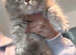 Scottish Fold Male - Scottish Fold Kitten For Sale - Lindenhurst&comma; NY&comma; US