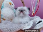 Thyme's seal point mink female - Ragdoll Kitten For Sale - New York&comma; NY&comma; US