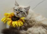 Lazurka of RomanovCats - Siberian Kitten For Sale - Ashburn&comma; VA&comma; US