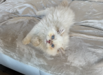 leo - Himalayan Kitten For Sale - 