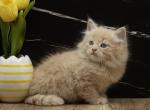 Peacan Of RomanovCats - Siberian Kitten For Sale - Ashburn&comma; VA&comma; US