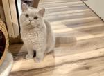 Harley Girl - British Shorthair Cat For Sale - Providence&comma; RI&comma; US