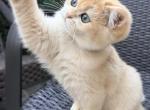 Caesar Augustus Golden Shaded boy - British Shorthair Kitten For Sale - NY&comma; US