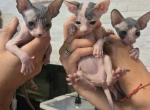 canadian sphynx - Sphynx Kitten For Sale - Staten Island&comma; NY&comma; US