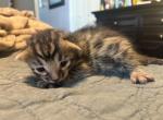 Bruno - Bengal Kitten For Sale - Stroudsburg&comma; PA&comma; US