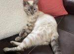 Seal Point Lynx Bengal - Bengal Kitten For Sale - Marysville&comma; WA&comma; US