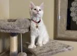 Casper - Maine Coon Kitten For Sale - Austin&comma; AR&comma; US