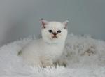 Color point British Shorthair boy - British Shorthair Kitten For Sale - City Of Spokane Valley&comma; WA&comma; US