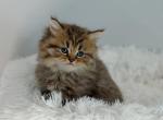 Chocolate spotted British longhair - British Shorthair Kitten For Sale - City Of Spokane Valley&comma; WA&comma; US