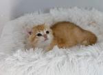 Golden British Shorthair boy - British Shorthair Kitten For Sale - City Of Spokane Valley&comma; WA&comma; US