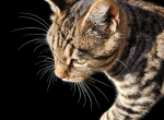 Spotted Bobtail - Bengal Kitten For Sale - MI&comma; US