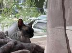 Mira - Sphynx Cat For Sale/Service - 