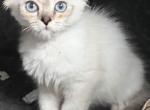 Sky the pretty girl - Scottish Fold Kitten For Sale - Phila&comma; PA&comma; US