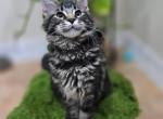 Purebred MaineCoon Female and Male - Maine Coon Kitten For Sale - FL&comma; US