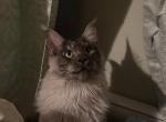Black Silver - Maine Coon Kitten For Sale - RI&comma; US