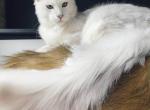 BLUE BAYOU BLUE TABBY FEMALE MAINE COON KITTEN - Maine Coon Kitten For Sale - Union City&comma; MI&comma; US
