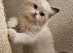 Cashmere - Ragdoll Kitten For Sale - Sacramento&comma; CA&comma; US