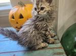 Mopsy - Selkirk Rex Kitten For Sale - 