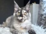 Dominika - Maine Coon Kitten For Sale - Las Vegas&comma; NV&comma; US