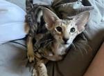 Christmas OSH - Oriental Kitten For Sale - Cassatt&comma; SC&comma; US