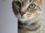 Rina - Domestic Cat For Adoption - Conway&comma; SC&comma; US