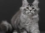 Kian&acy; - Maine Coon Kitten For Sale - Las Vegas&comma; NV&comma; US