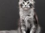 Kiara - Maine Coon Kitten For Sale - Las Vegas&comma; NV&comma; US