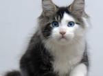Vanessa - Maine Coon Kitten For Sale - Las Vegas&comma; NV&comma; US