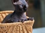 Britney Elf - Sphynx Kitten For Sale - 