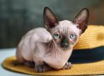 Lion - Sphynx Kitten For Sale - 
