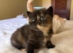 Starry Night - Scottish Straight Kitten For Sale - MA&comma; US