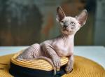 Nefertiti - Sphynx Kitten For Sale - 