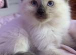 Seal point - Ragdoll Kitten For Sale - Hampden&comma; MA&comma; US