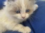 Blue Sapphire - Ragdoll Kitten For Sale - Troutman&comma; NC&comma; US