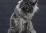 Bianka - Maine Coon Kitten For Sale - Las Vegas&comma; NV&comma; US