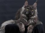 Esenia - Maine Coon Kitten For Sale - Las Vegas&comma; NV&comma; US