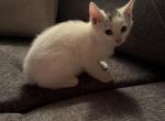 larry - Domestic Kitten For Sale - Phila&comma; PA&comma; US