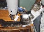 Last female Maine Coon kitten - Maine Coon Kitten For Sale - Chickamauga&comma; GA&comma; US